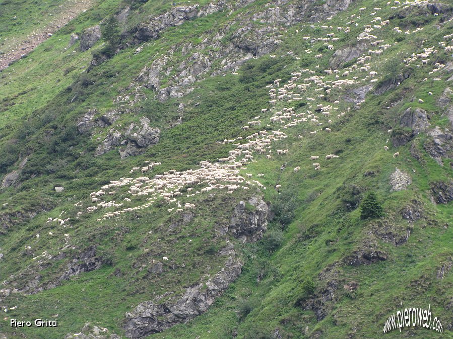 53 Pecore imbiancano il fianco delal montagna.jpg - 53 Pecore imbiancano il fianco della montagna